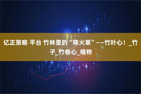 亿正策略 平台 竹林里的“降火草”——竹叶心！_竹子_竹卷心_植物